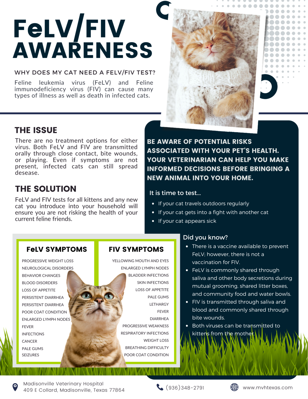 Did you know? Symptoms do not have to be present in FeLV and FIV ...